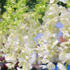 12PCS Artificial Silk Wisteria Leaf Hanging Flower Ivy Vine Wedding Party
