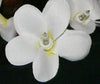 10M 100 Bulb White Frangipani LED Fairy Light Wedding Deck party